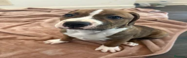 Mixed Breed 1