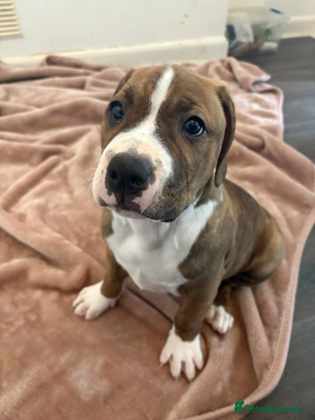 Mixed Breed dogs for sale: Cane Corso cross American staffy pups in Bolton - Advert 1
