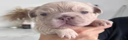 French Bulldog dogs for sale: Stunning French bulldog pups  in Winsford - Advert 8