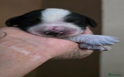 Mixed Breed dogs for sale: Beautiful cocker spaniels - Image 12