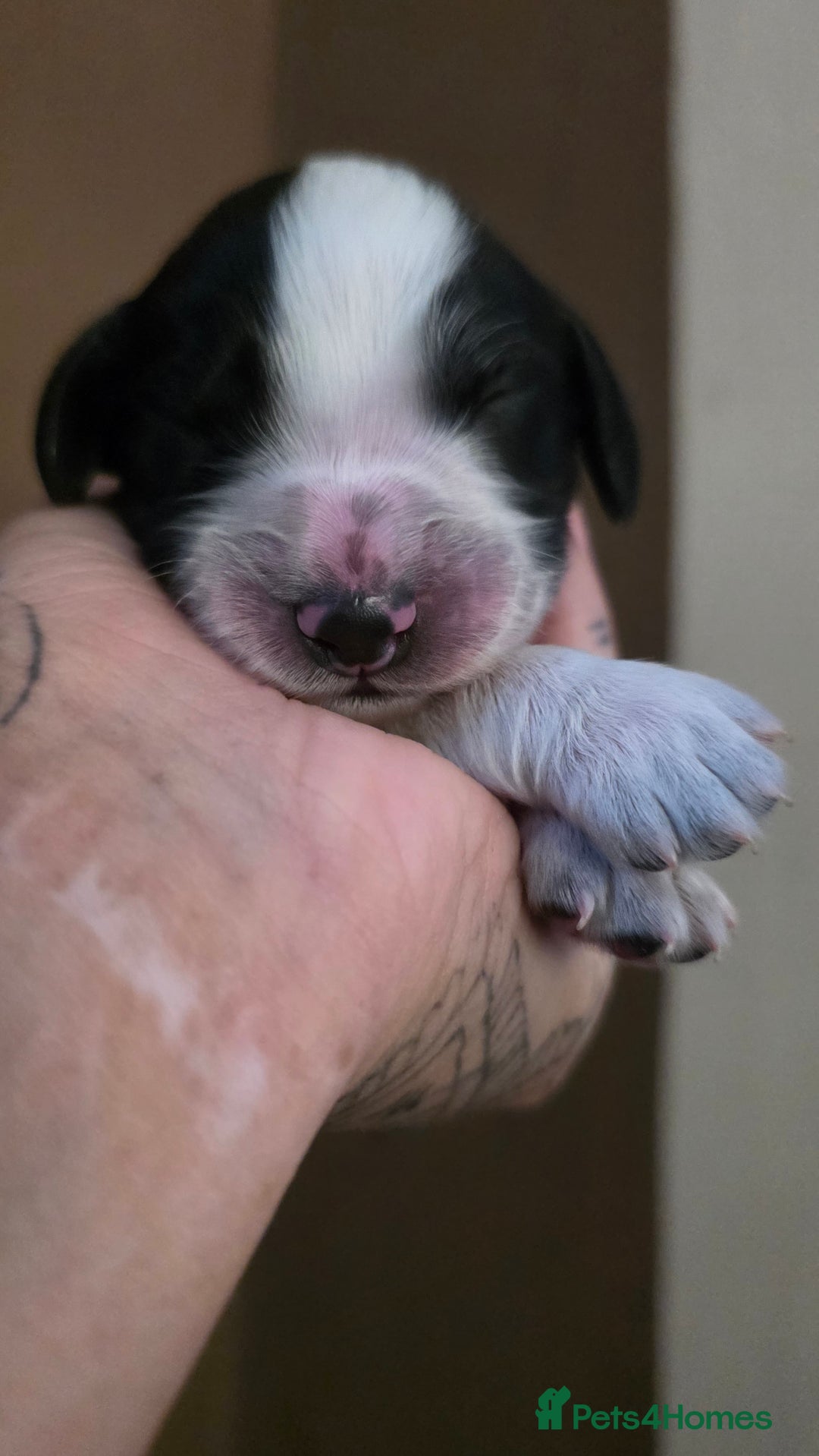 Mixed Breed dogs for sale: Beautiful cocker spaniels - Image 12