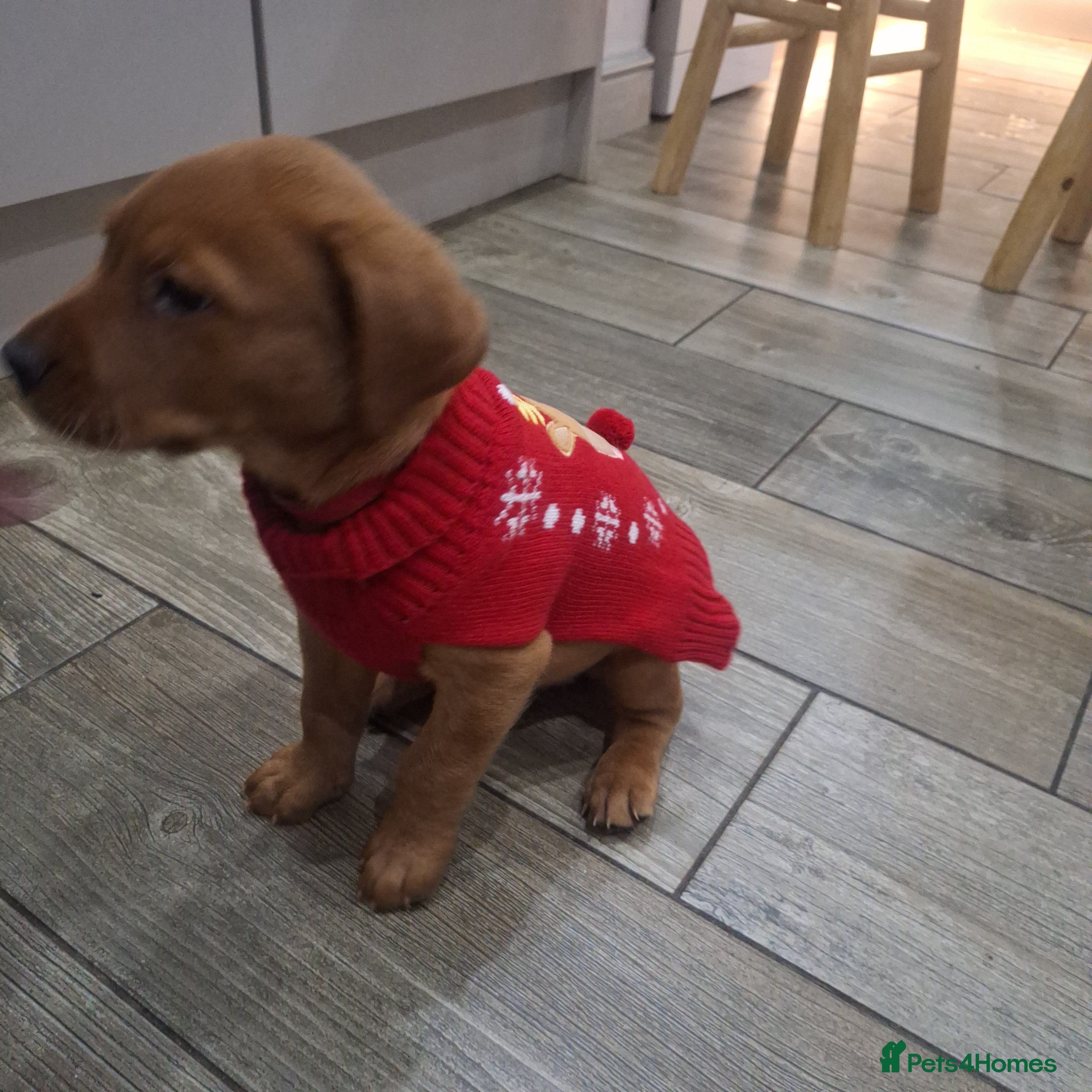 Labrador Retriever dogs Fox Red Labrador pups - Advert 7