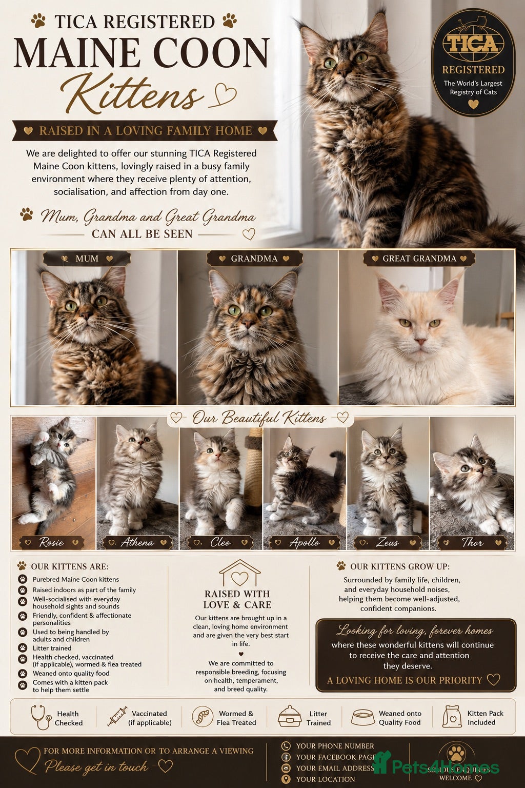 Maine Coon cats 🐾Beautiful Maine Coon Kittens 🐾 - Advert 1