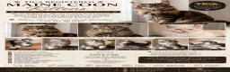 Maine Coon cats for sale: 🐾Beautiful Maine Coon Kittens 🐾 - Advert 1