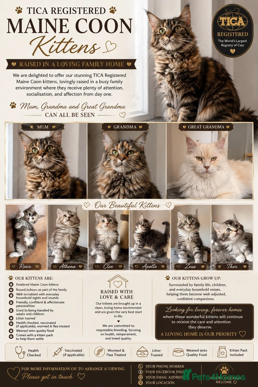 Maine Coon cats for sale: 🐾Beautiful Maine Coon Kittens 🐾 - Advert 1