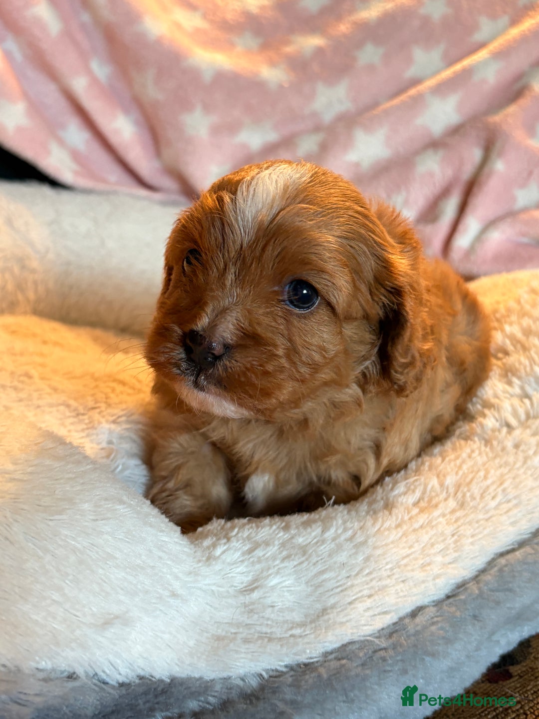Cavapoo dogs for sale: 🐾♥️CUDDLES, KISSES & SNUGGLES♥️ 🐾 - Image 8