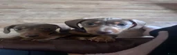 Miniature Dachshund dogs for sale: Dachshund puppies.. miniature  - Advert 5