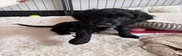 Cockapoo dogs for sale: F2 Cockapoo Puppies - Home Bred - Advert 8