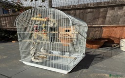 Cockatiels birds for sale: Pair of cockatiels with cage  - Image 10