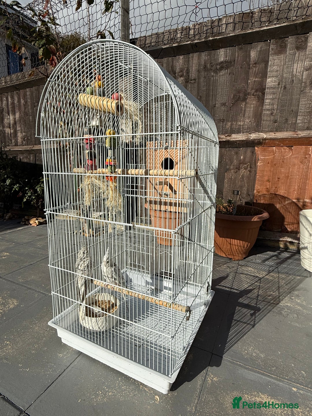 Cockatiels birds for sale: Pair of cockatiels with cage  - Image 10
