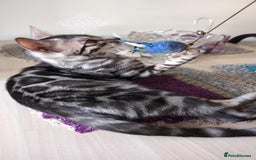 Bengal cats for sale: TICA REG 💕 2 Beautiful bengal boys  - Image 12