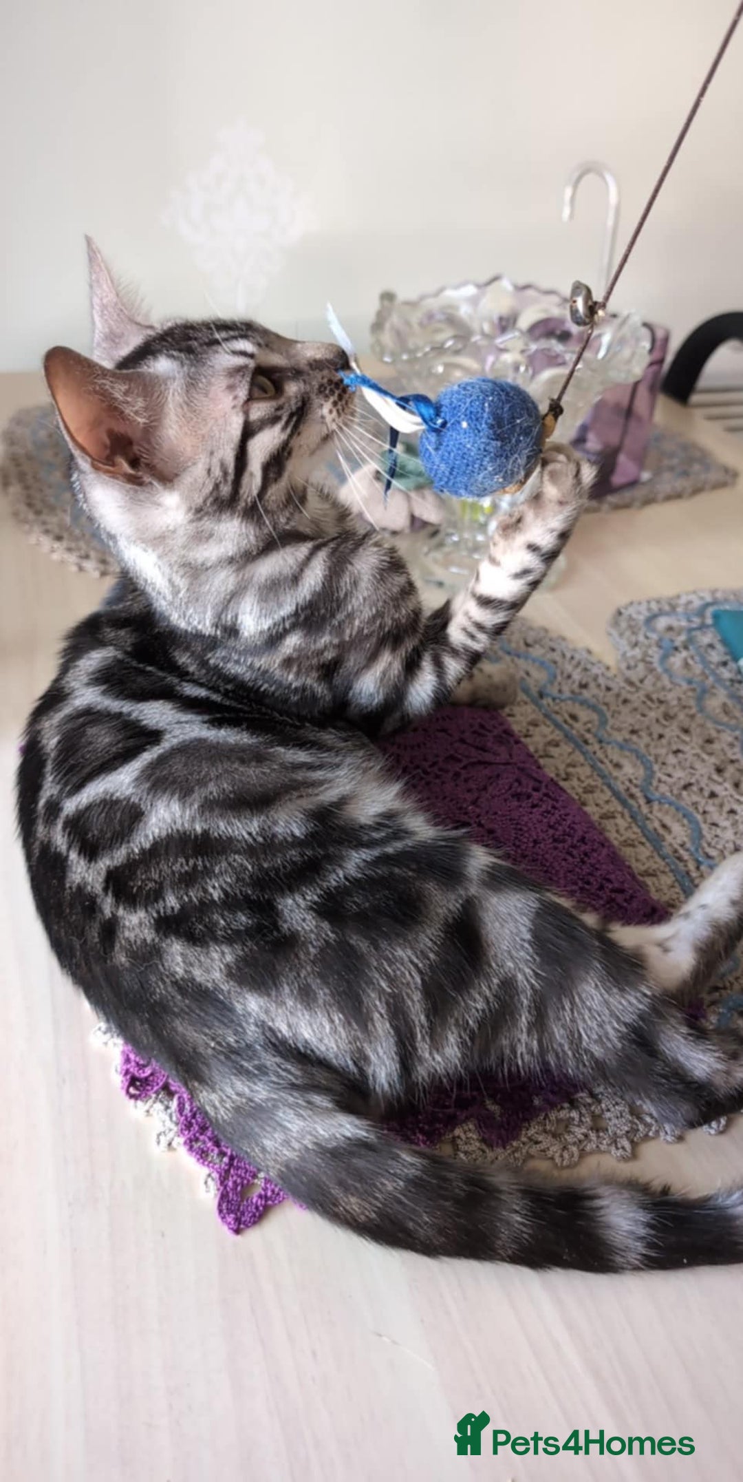 Bengal cats for sale: TICA REG 💕 2 Beautiful bengal boys  - Image 12