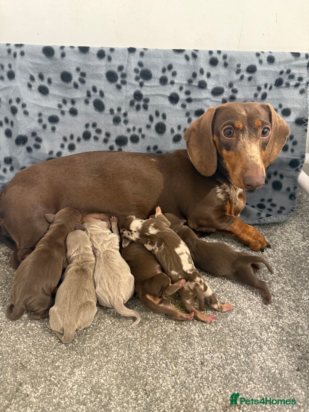 Miniature Dachshund dogs for sale: Kennel Club Miniature Dachshunds - Image 12
