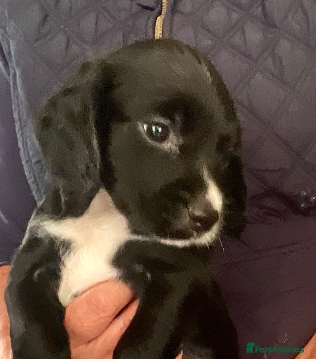 Cocker Spaniel dogs for sale: KC REG FIELD TRIAL SIRED COCKER SPANIEL PUPPIES  - Image 20