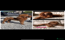 Cockapoo dogs for sale: CockapooS red toy  size show type  - Image 7