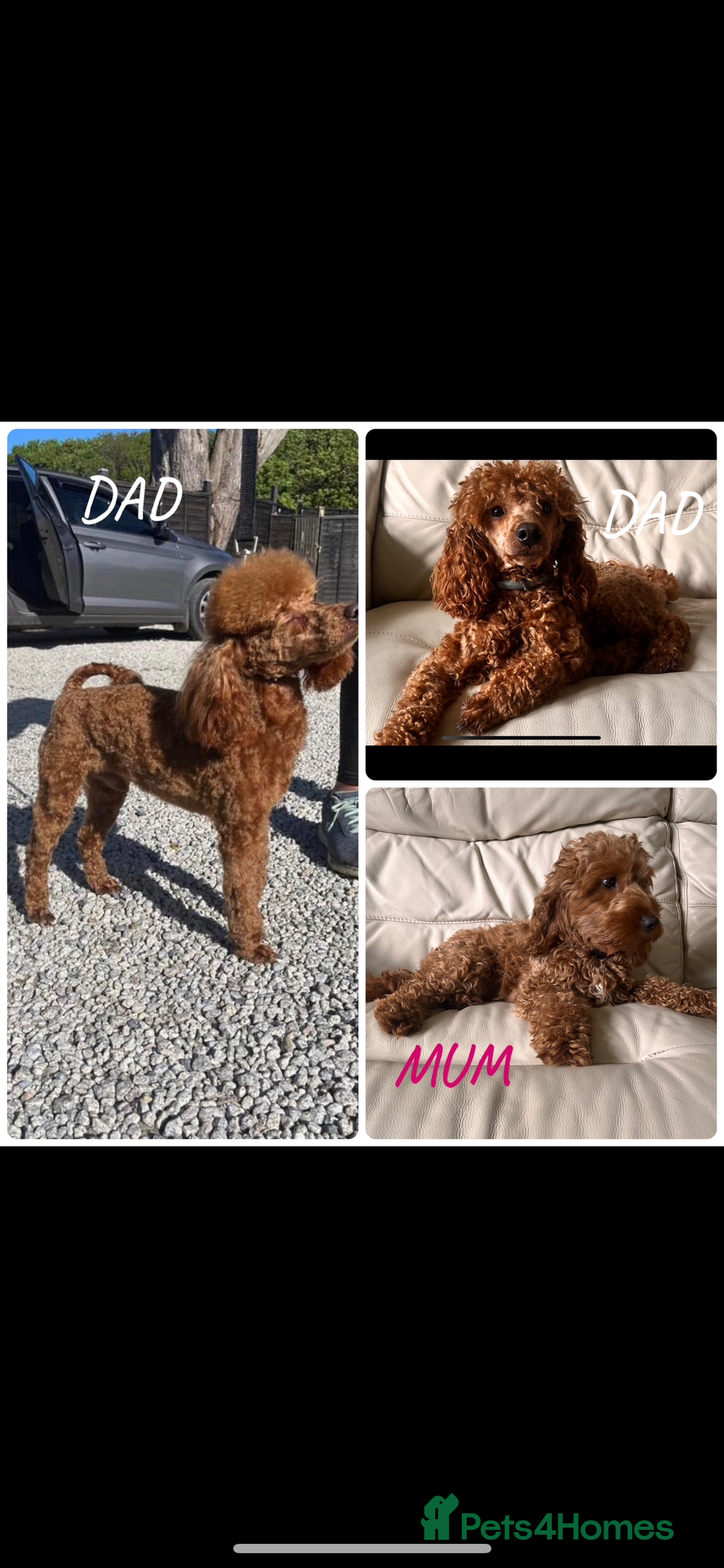 Cockapoo dogs for sale: CockapooS red toy  size show type  - Image 7
