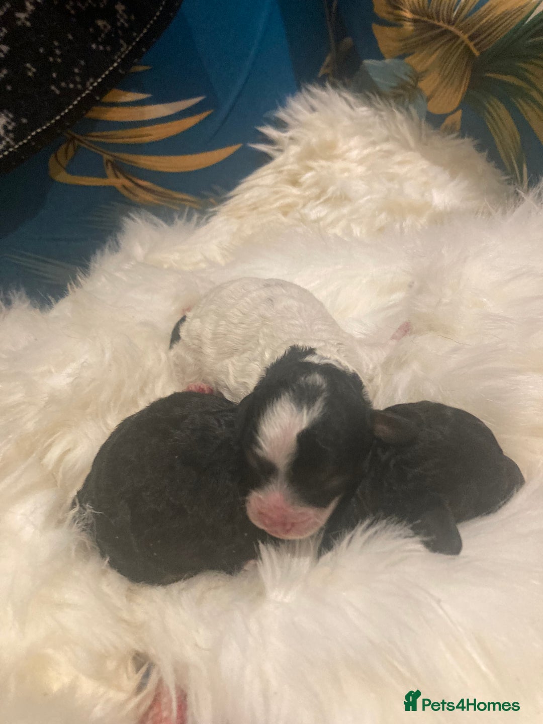 Cavapoo dogs for sale: The wait is over Petite Toy Cavapoo puppies  - Image 7