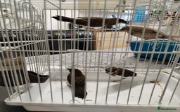 Finches birds for sale: Bengalese finch  - Image 5
