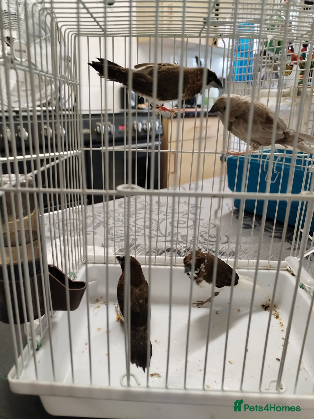Finches birds for sale: Bengalese finch  - Image 5