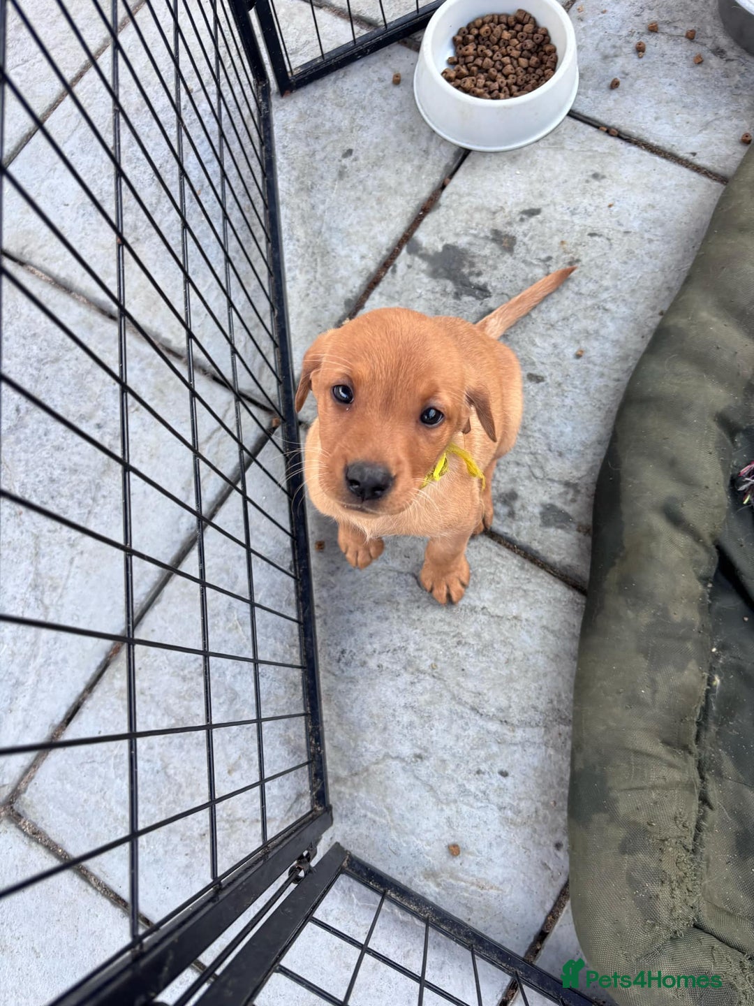 Labrador Retriever dogs for sale: KC REG Lab puppys x 2/11 ready to take home - Image 40