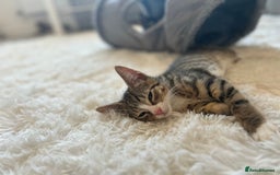 Bengal cats for sale: Beautiful READY NOW - Image 1
