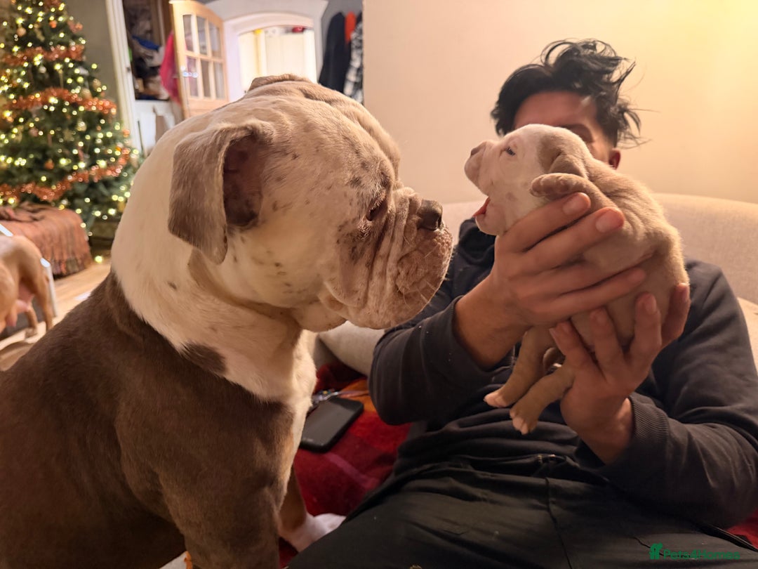 Olde English Bulldogge dogs for sale: Olde English Bulldog Puppies - Family Raised  - Advert 14