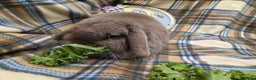 Mini Lop rabbits for sale: Mini lop bunnies - Advert 5