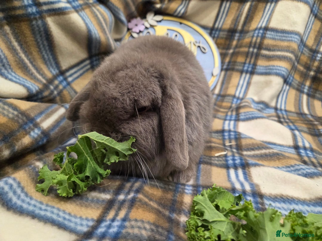 Mini Lop rabbits for sale: Mini lop bunnies - Advert 5