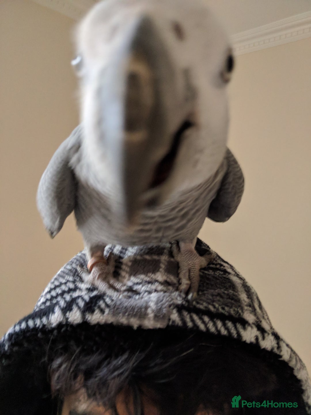 Parrots birds for sale: African Grey - Advert 5