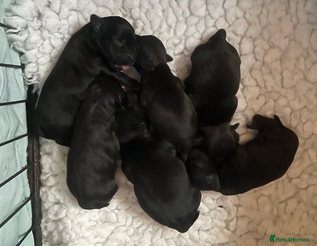 Patterdale Terrier dogs for sale: Patterdale/jack puppies **NEW YEAR NEW ADDITION♥️* - Advert 4