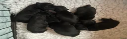 Patterdale Terrier dogs for sale: Patterdale/jack puppies **NEW YEAR NEW ADDITION♥️* - Advert 24