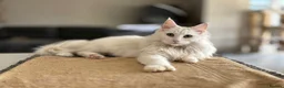 Maine Coon cats for sale: 🤍 Exceptional Polydactyl Champion Lines MC in Sidcup - Advert 13
