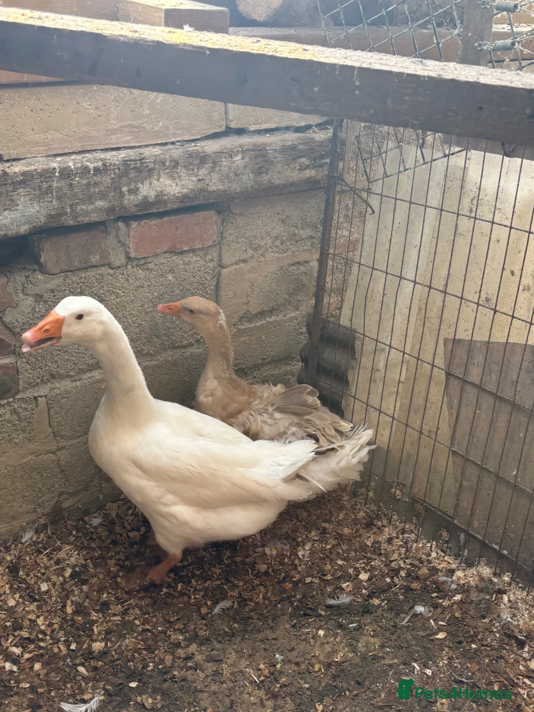 Geese poultry for sale: Sebastopol geese, Brahma and peacock - Advert 7