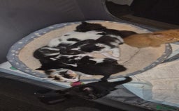 Mixed Breed cats for sale: Gorgeous kittens long and short haired - Image 16