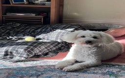 Tibetan Terrier dogs for adoption: Sweet Sophie Needs Love  in Salisbury - Image 6