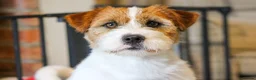 Jack Russell dogs for stud: KC Jack Russell Cliff - Advert 1