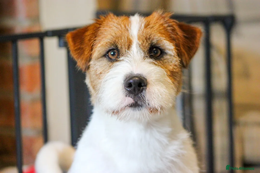 Jack Russell dogs for stud: KC Jack Russell Cliff - Advert 1