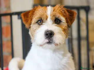 Jack Russell dogs KC Jack Russell Cliff At STUD - Advert 5