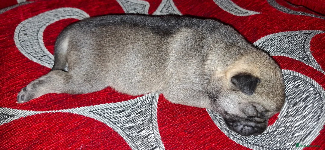 Mixed Breed dogs for sale: Rus-A-Pei ( Rare ) - Advert 27