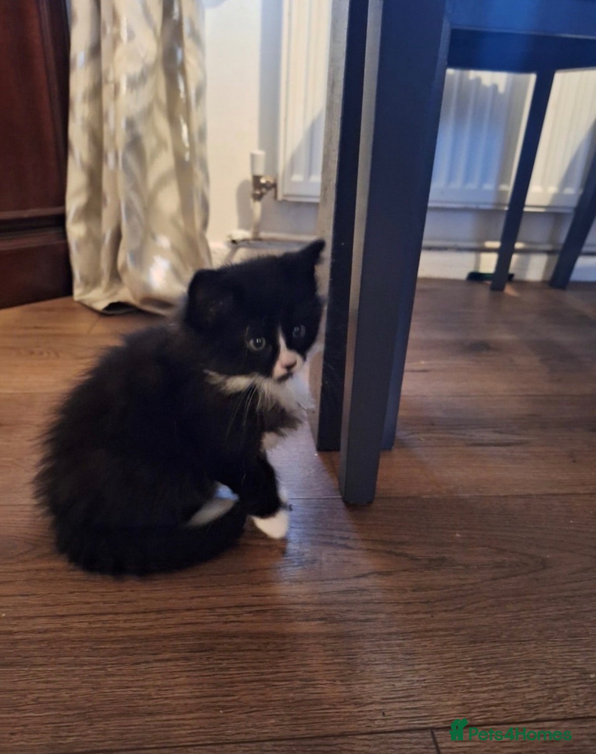 British Longhair cats Beautiful Felix for rehome - Advert 3