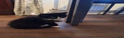 British Longhair cats for sale: Beautiful Felix for rehome - Advert 1