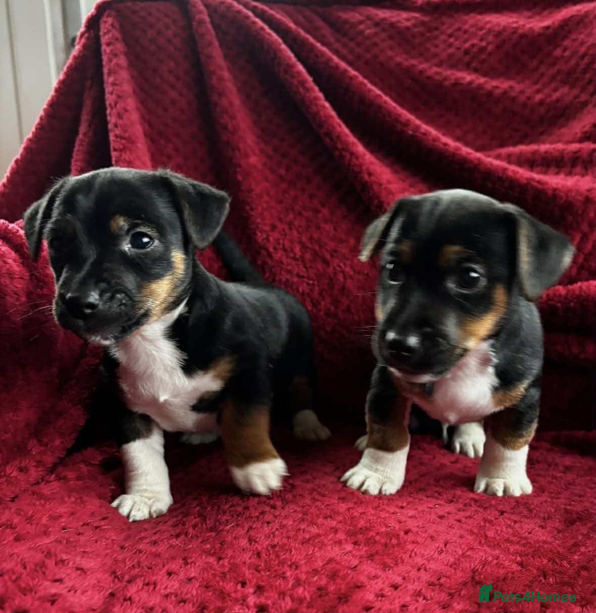Jack Russell dogs for sale: Proper jack Russell pups  - Advert 3