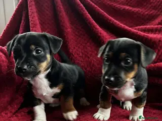 Jack Russell dogs for sale: Proper jack Russell pups - Advert 3