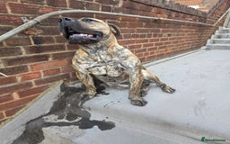 Presa Canario dogs for sale: Presa Canario Male  - Image 4
