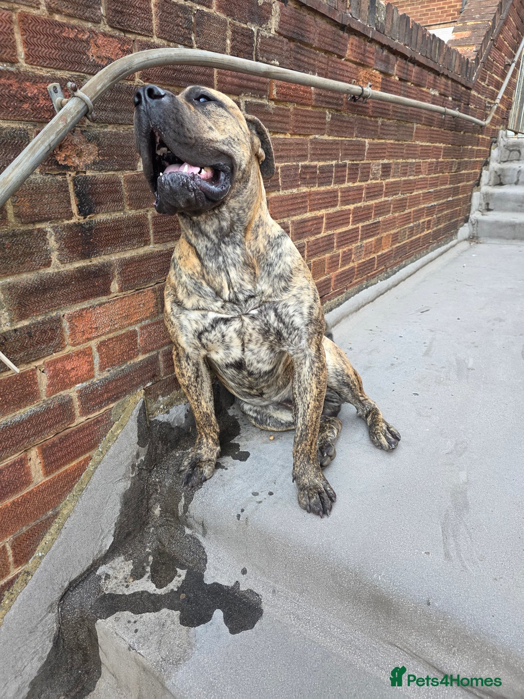 Presa Canario dogs for sale: Presa Canario Male  - Image 4