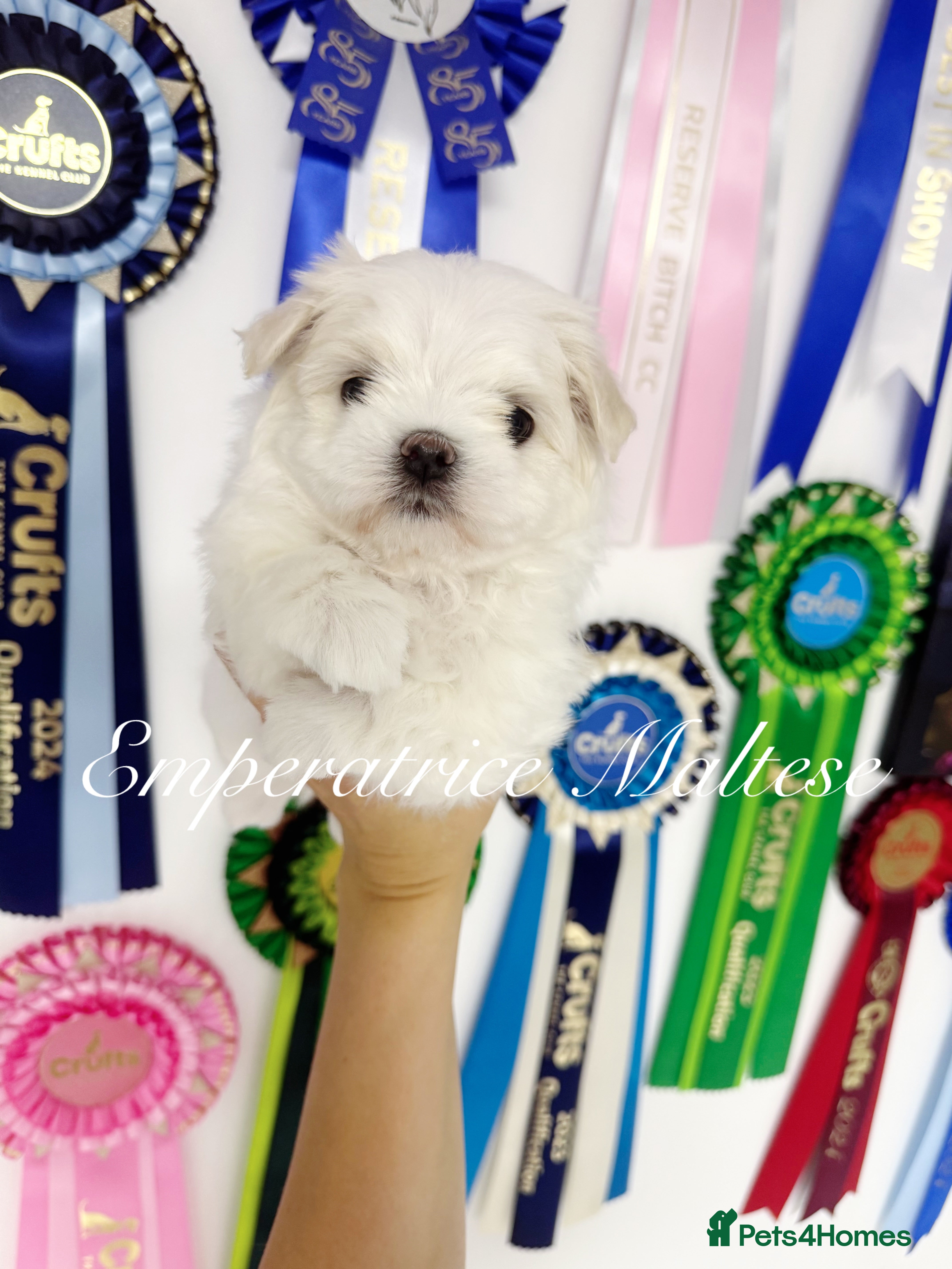 Maltese dogs Tiny KC Reg. Korean Maltese- CH line show dogs! - Advert 2