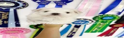 Maltese dogs for sale: Tiny KC Reg. Korean Maltese- CH line show dogs! - Advert 38
