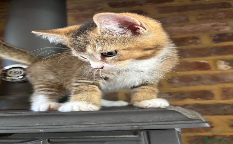 Mixed Breed cats in St Albans - Advert 11