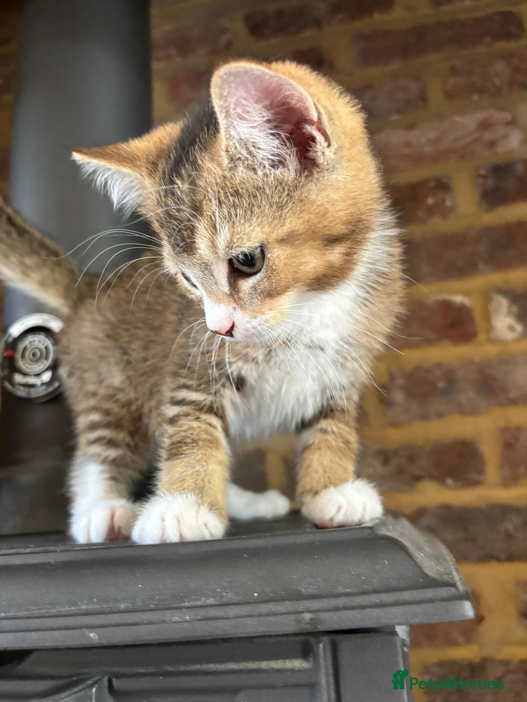 Mixed Breed cats for sale: 12 kittens 3 litters ready to reserve in St Albans - Image 1