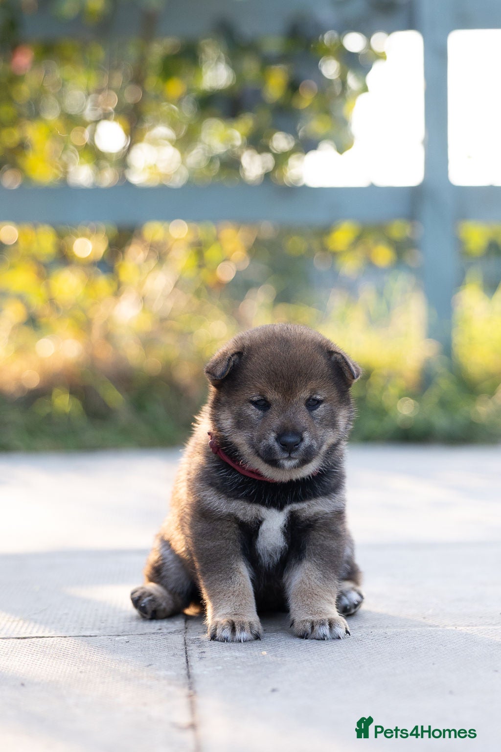 Japanese Shiba Inu dogs Rare Black Sesame Shiba | Japanese Bloodlines - Advert 2